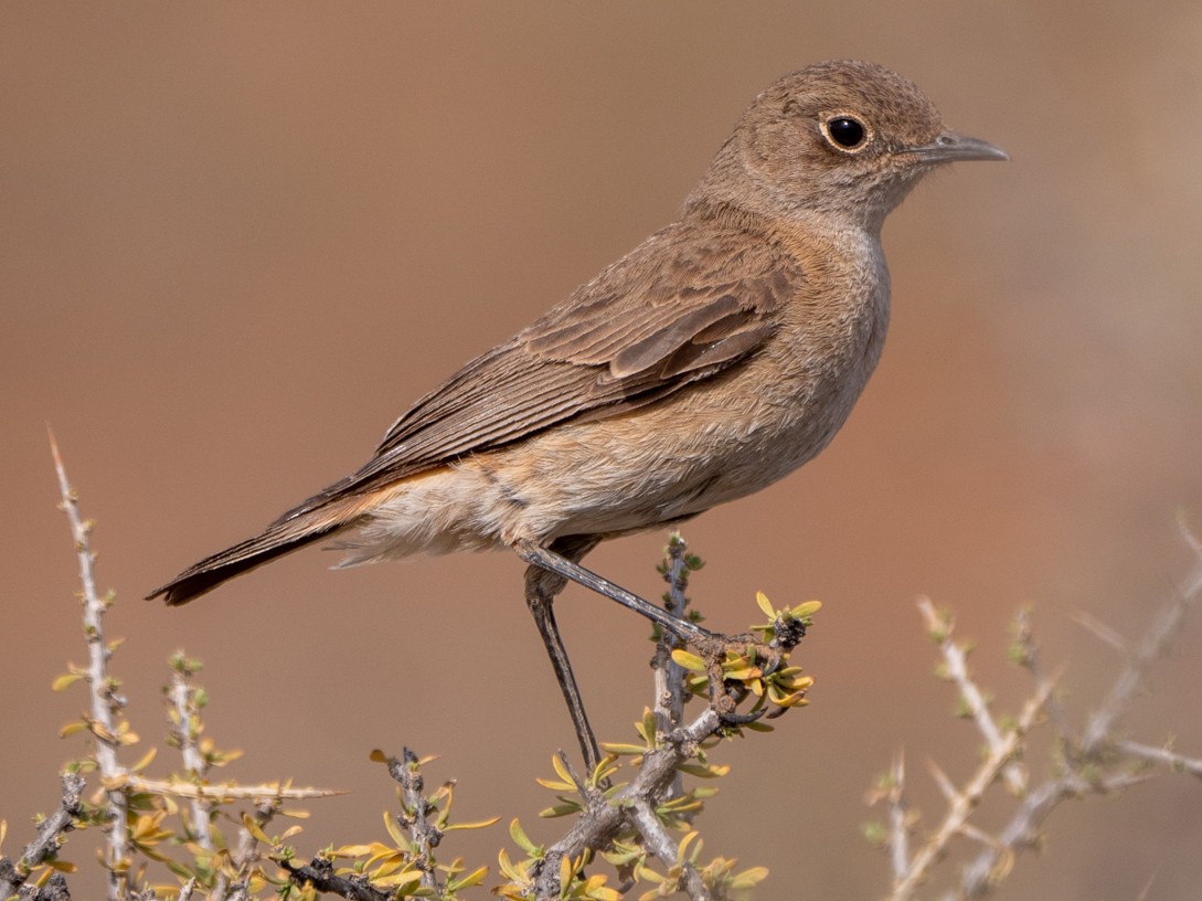 Sickle-winged Chat - Neil Broekhuizen