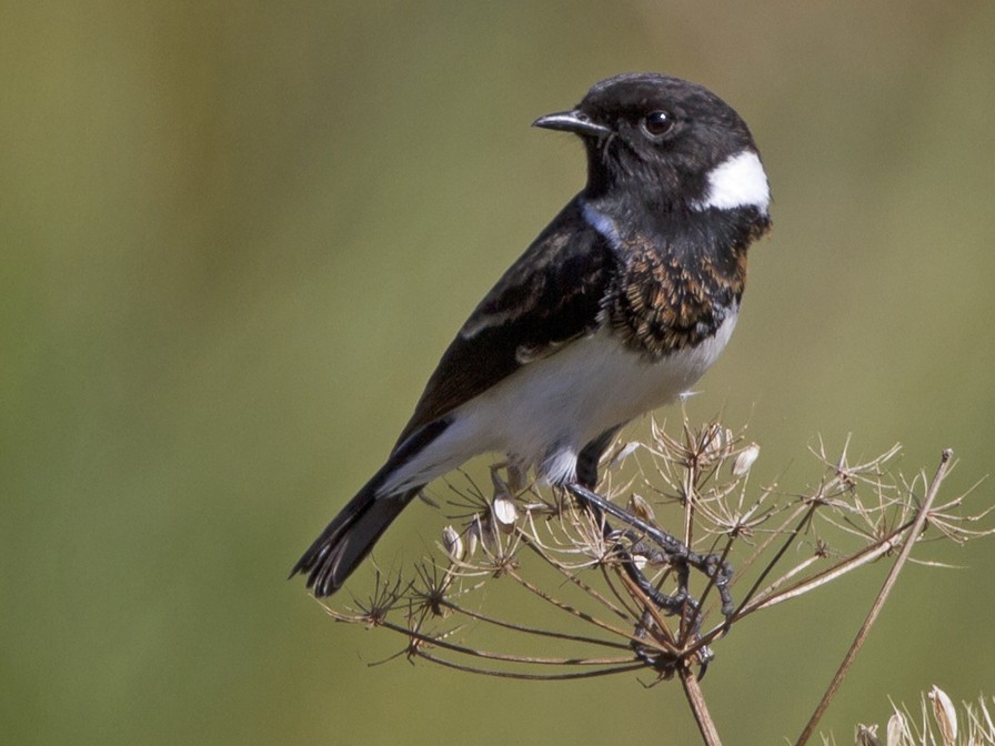 African Stonechat - Marco Valentini