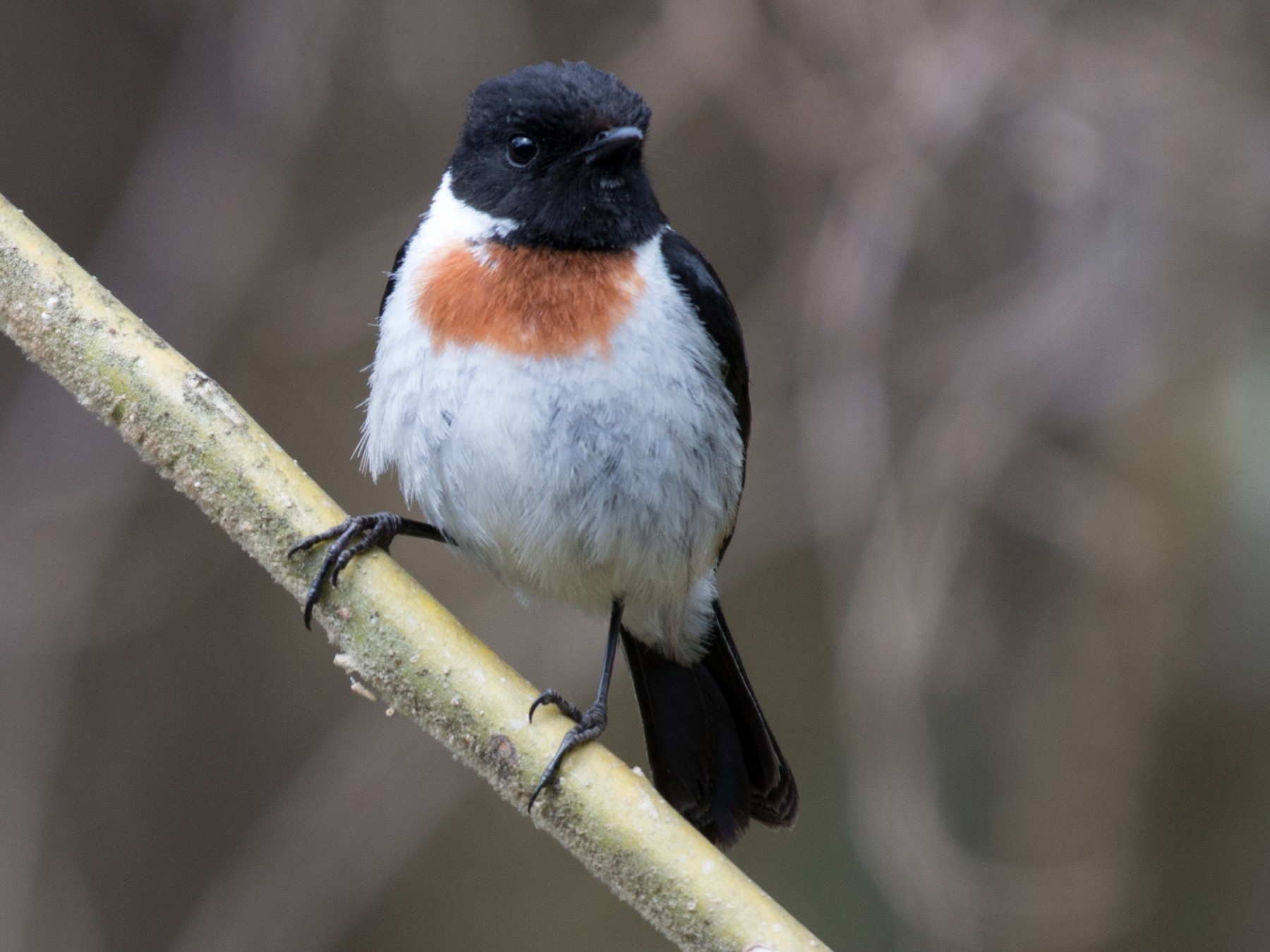 African Stonechat - eBird
