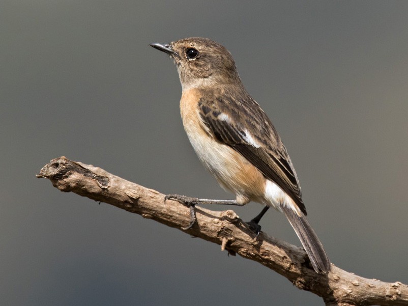 African Stonechat - Lars Petersson | My World of Bird Photography