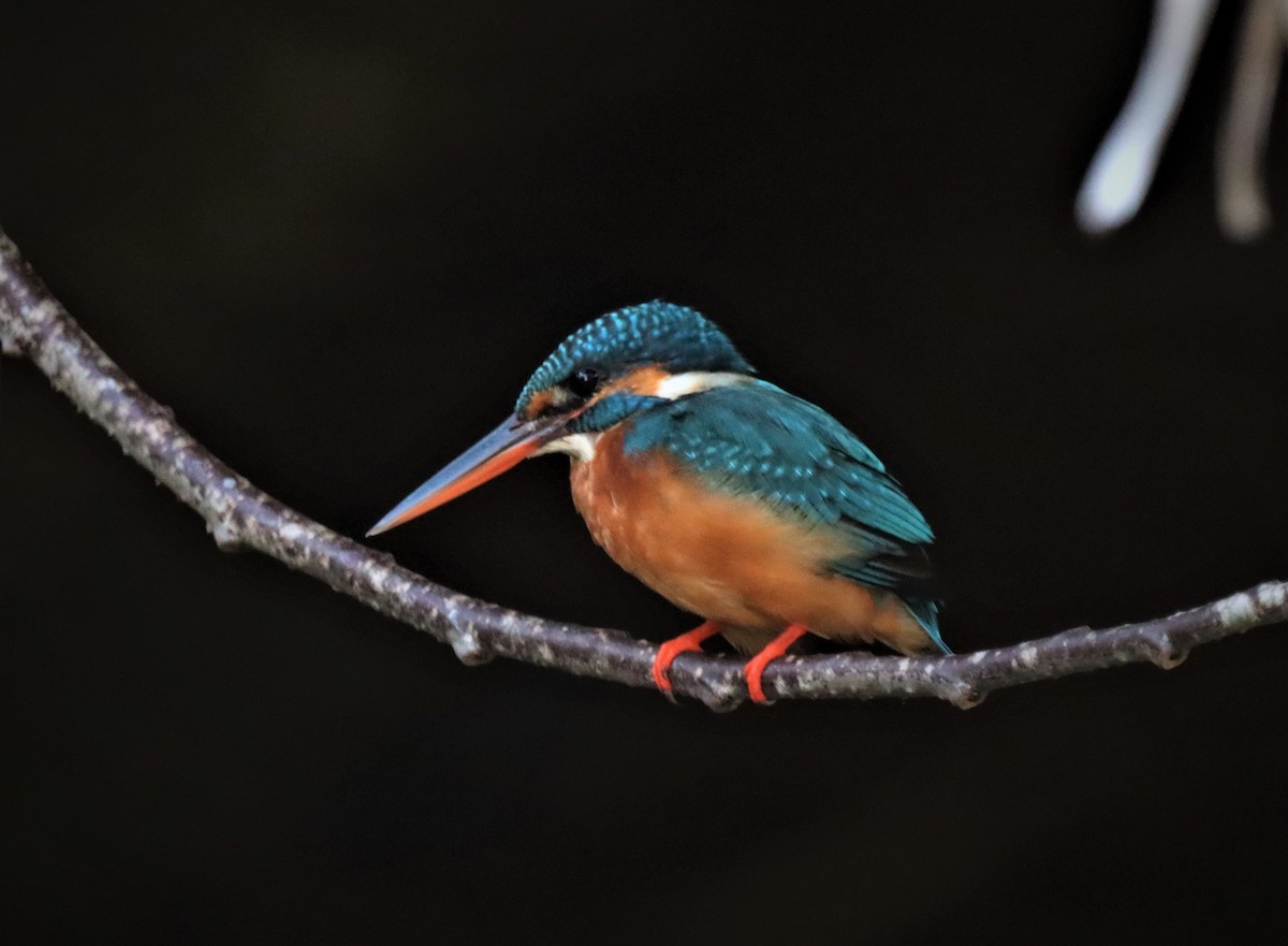 Common Kingfisher - Craig Evans