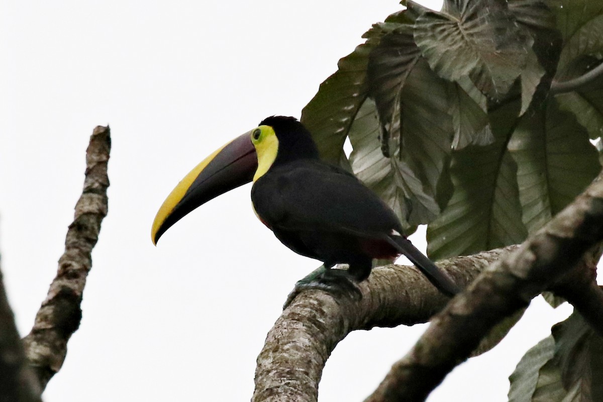 Yellow-throated Toucan - Ginger Spinelli