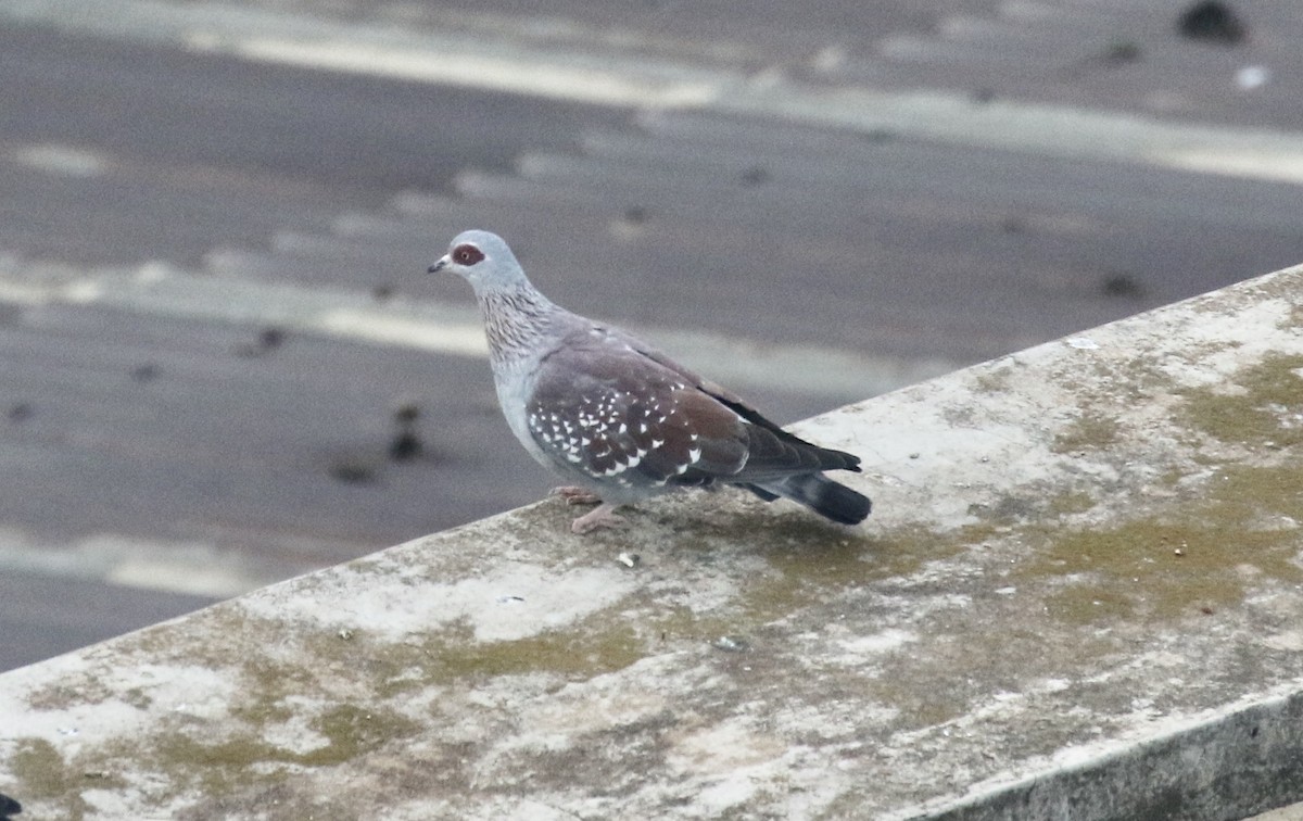 Speckled Pigeon - John Bruin