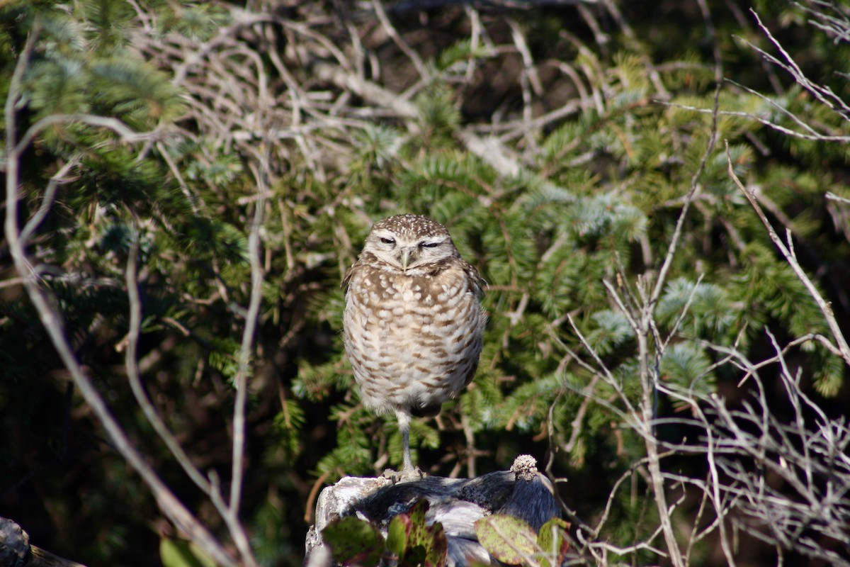 Burrowing Owl - ML216753441