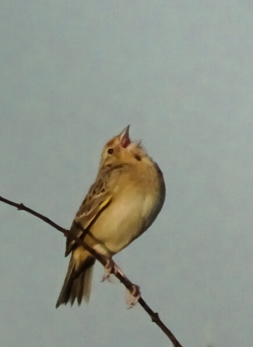 Grasshopper Sparrow - Phil Bartley