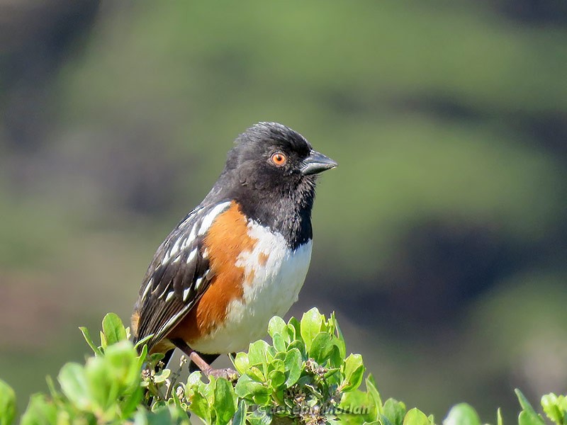 Spotted Towhee - ML216755911