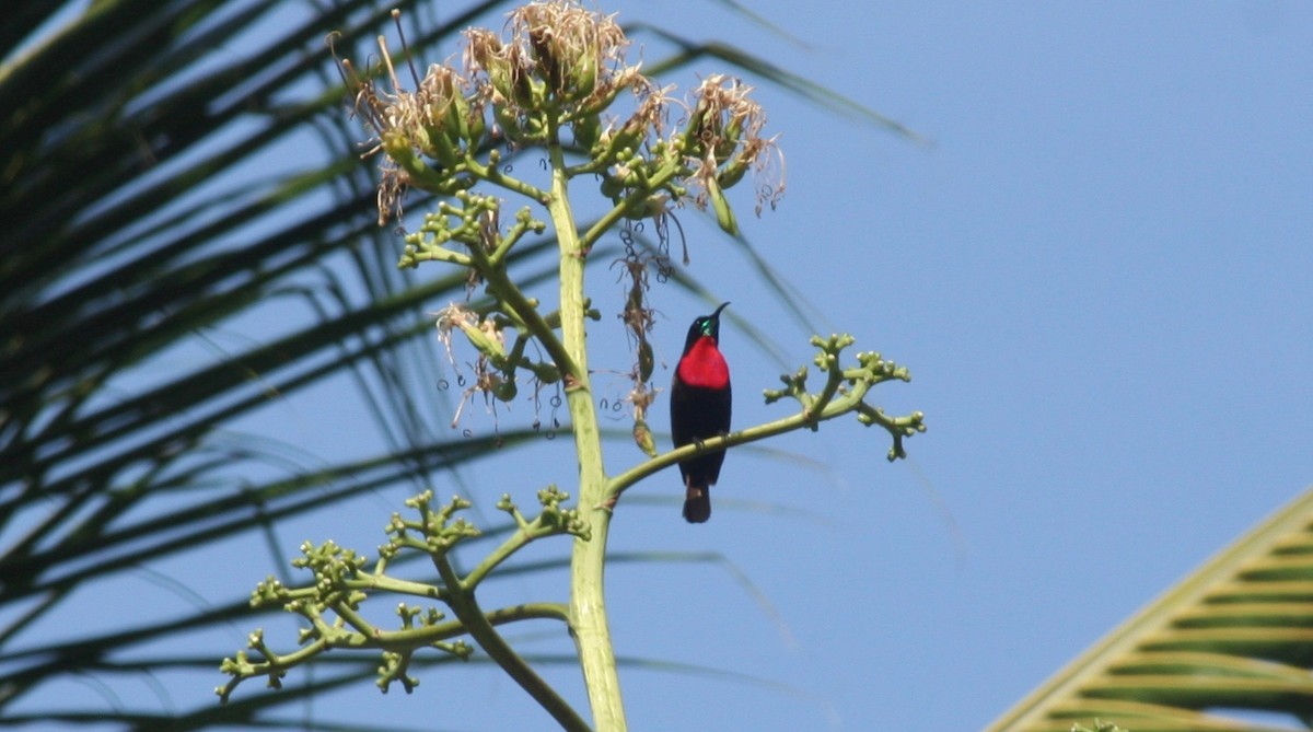 Scarlet-chested Sunbird - ML216759291