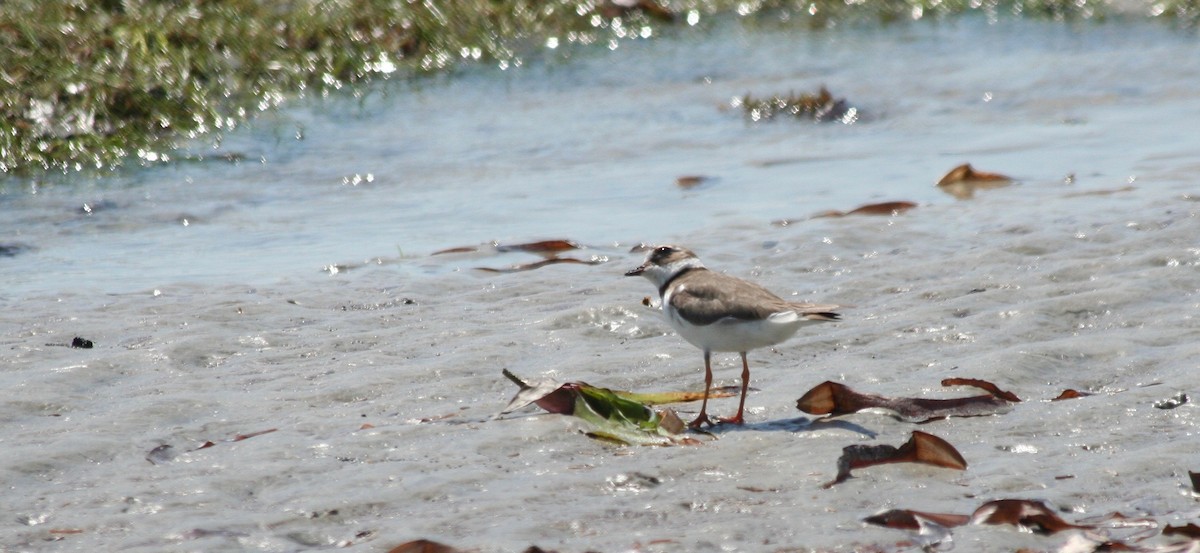 Common Ringed Plover - ML216760541