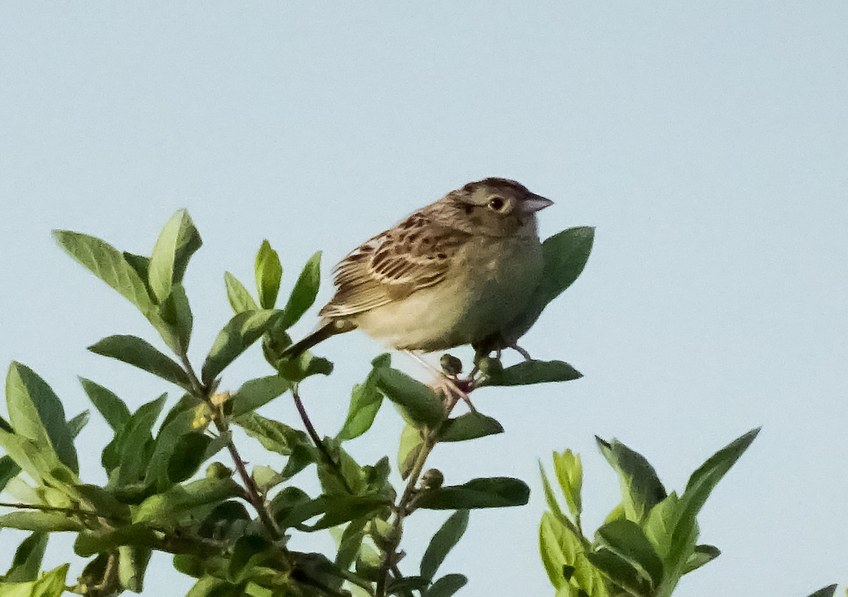 Grasshopper Sparrow - ML216760721