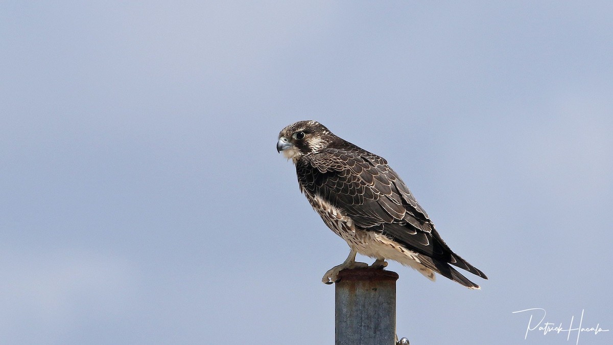 Peregrine Falcon - patrick hacala
