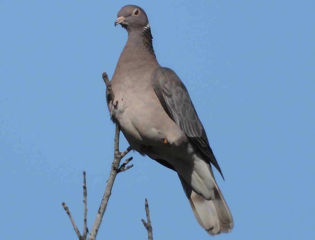 Band-tailed Pigeon - ML216773261