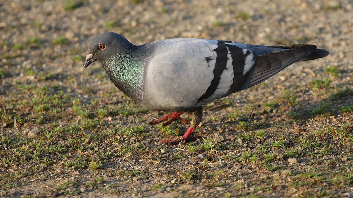 Rock Pigeon (Feral Pigeon) - Dean LaTray
