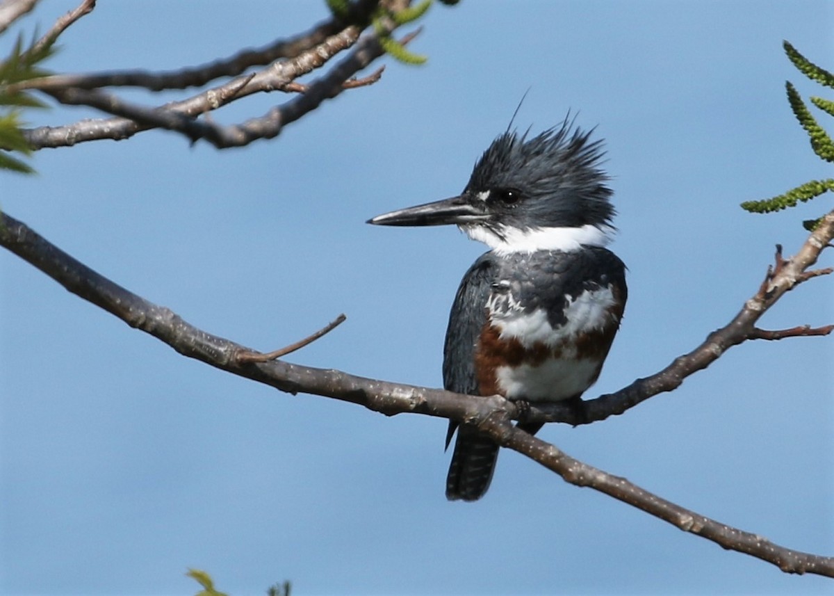 Belted Kingfisher - Dean LaTray