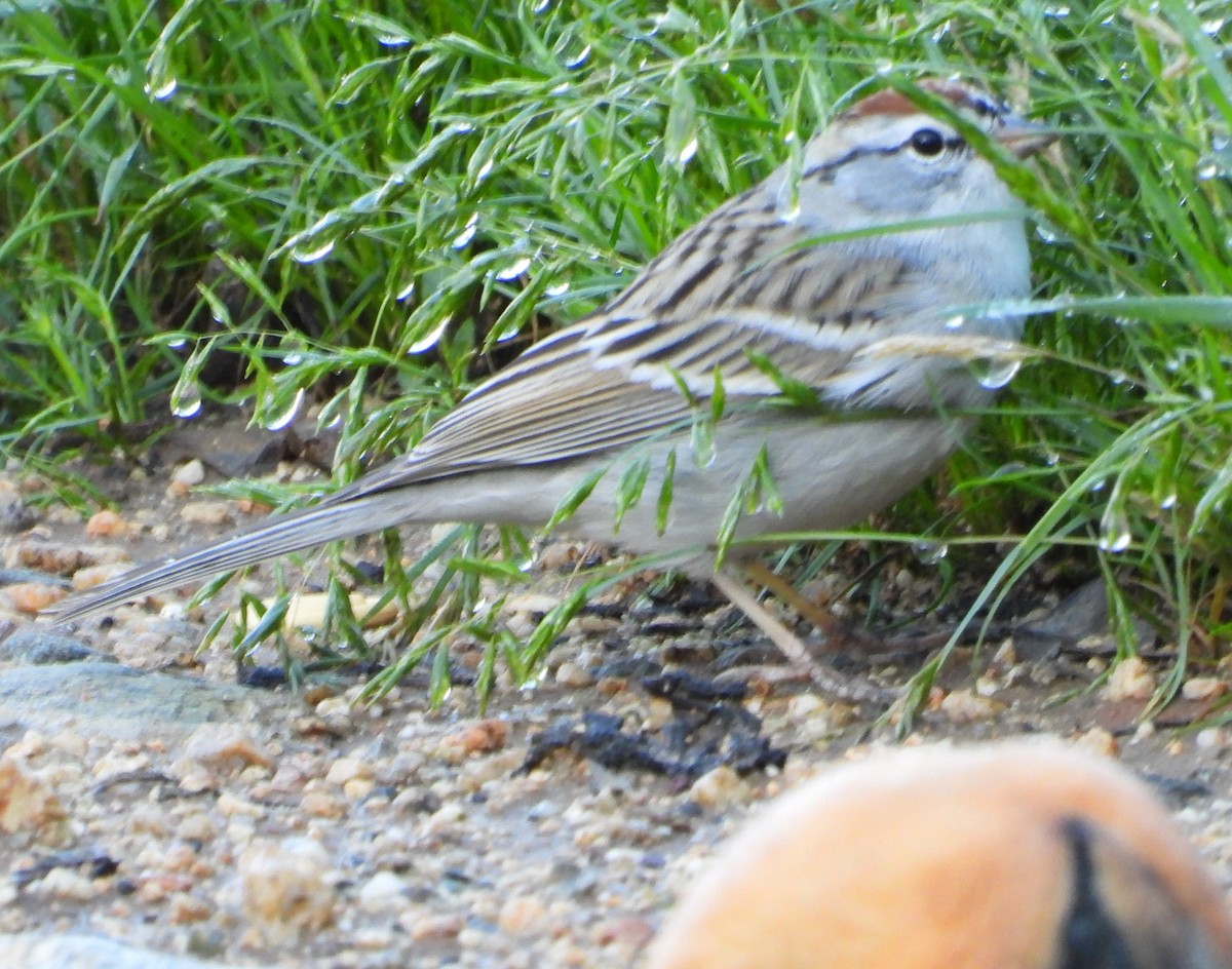 Chipping Sparrow - ML216774721