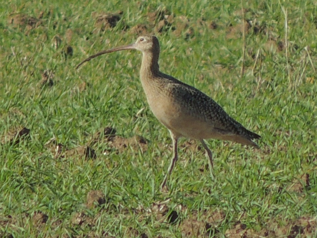 Long-billed Curlew - ML21677501