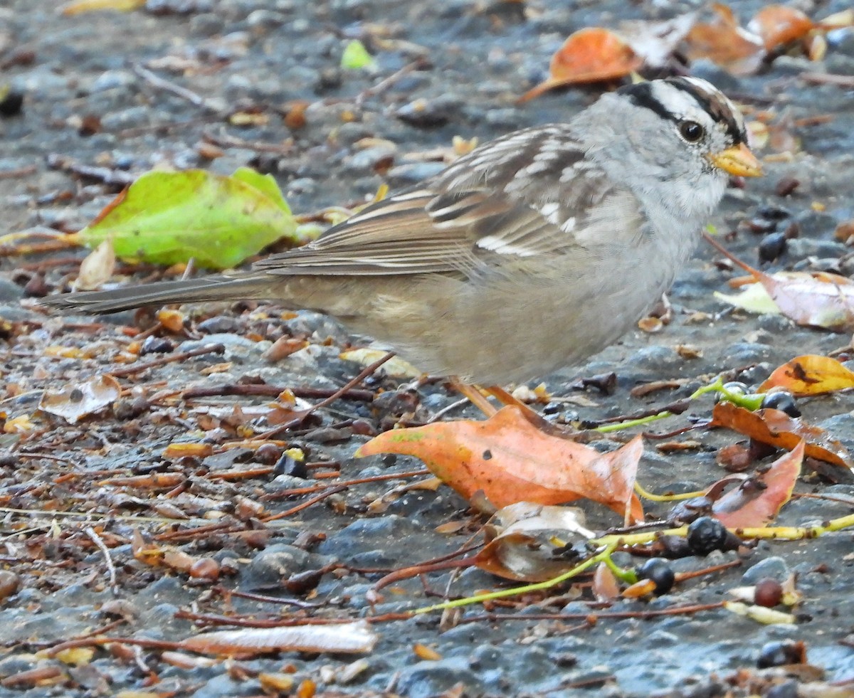 White-crowned Sparrow - ML216775171