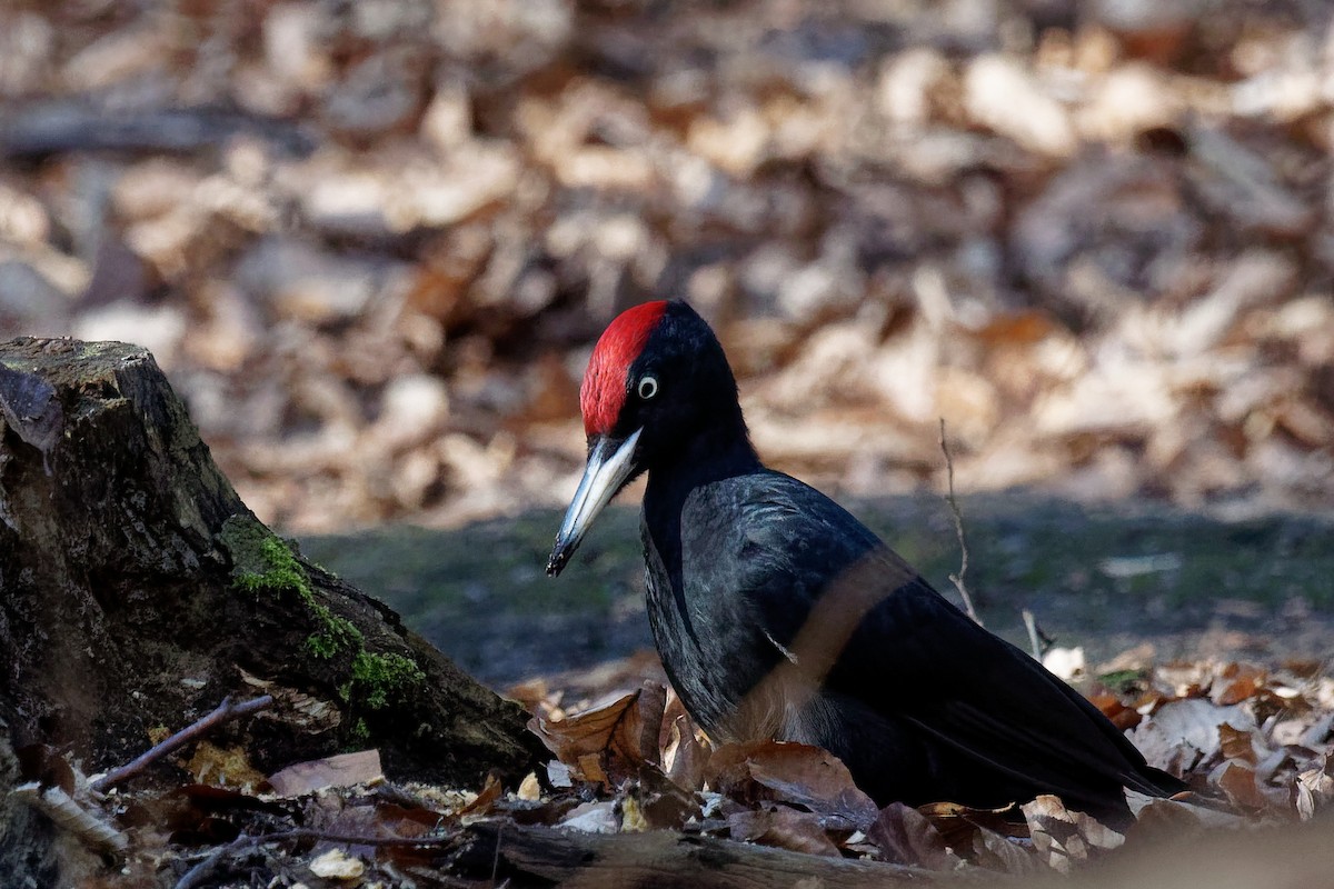 Black Woodpecker - ML216775941