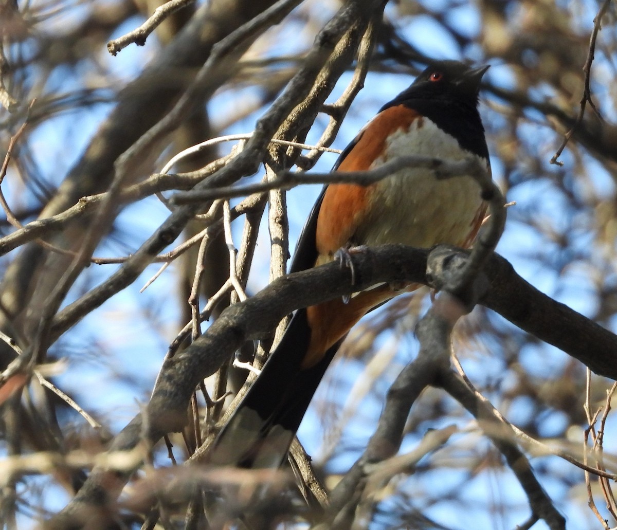 Spotted Towhee - ML216776451