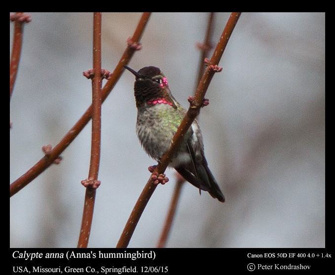 Anna's Hummingbird - ML21678091