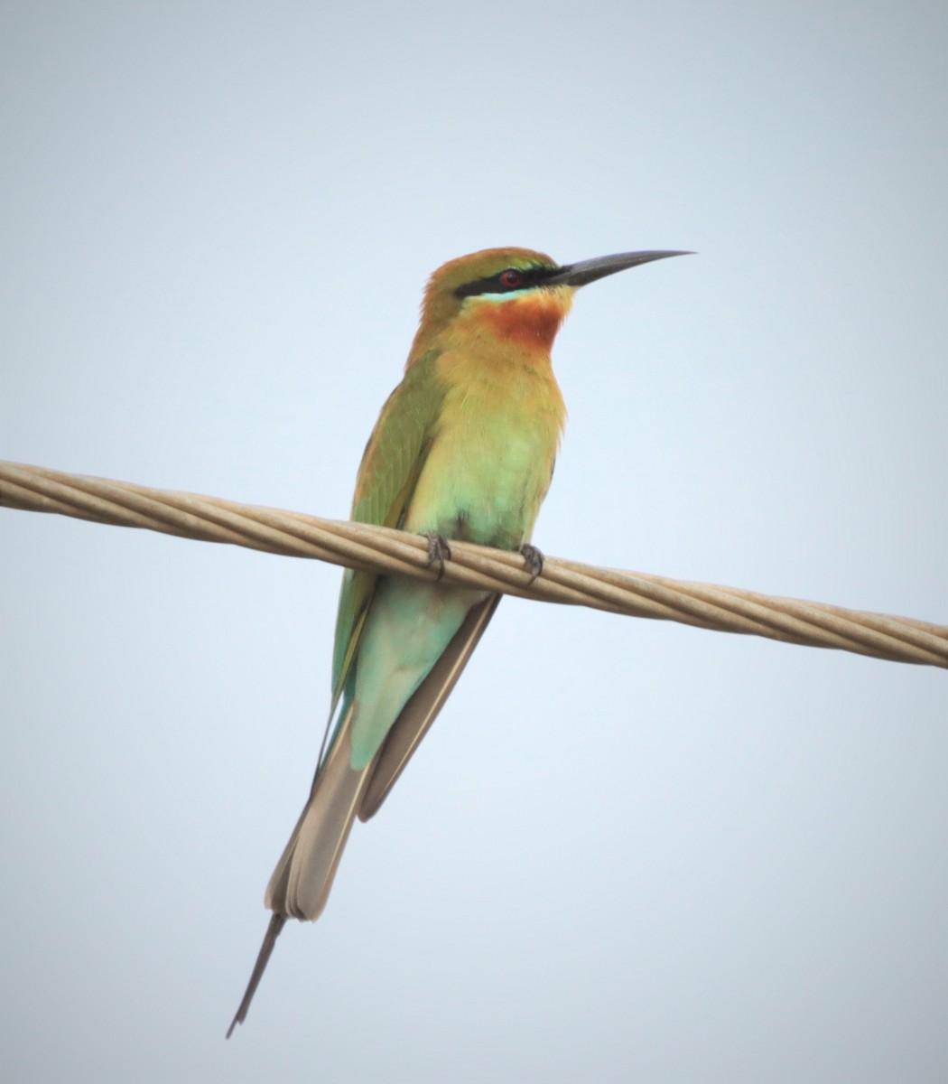 Blue-tailed Bee-eater - Craig Evans