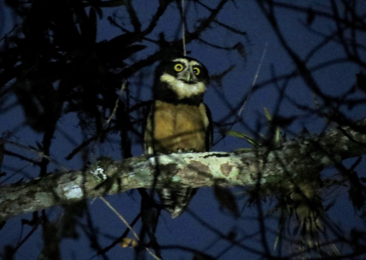 Spectacled Owl - Fernando Angulo - CORBIDI