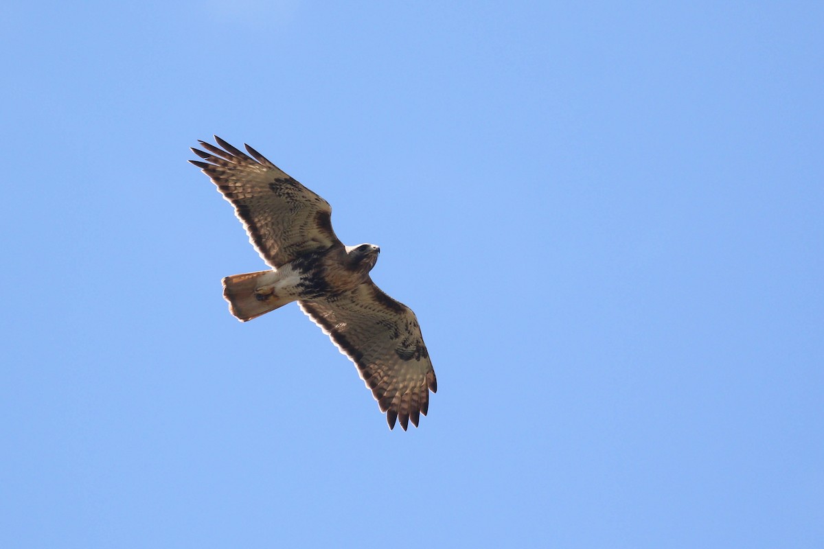Red-tailed Hawk (jamaicensis) - ML216788521
