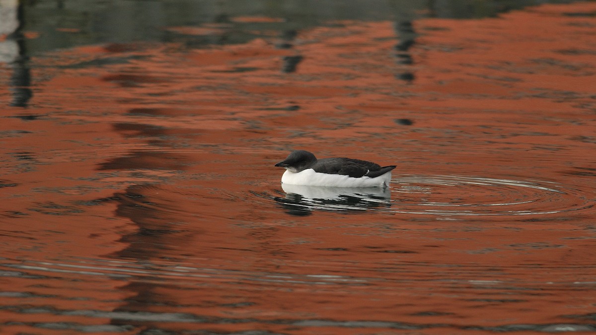 Thick-billed Murre - ML21678941