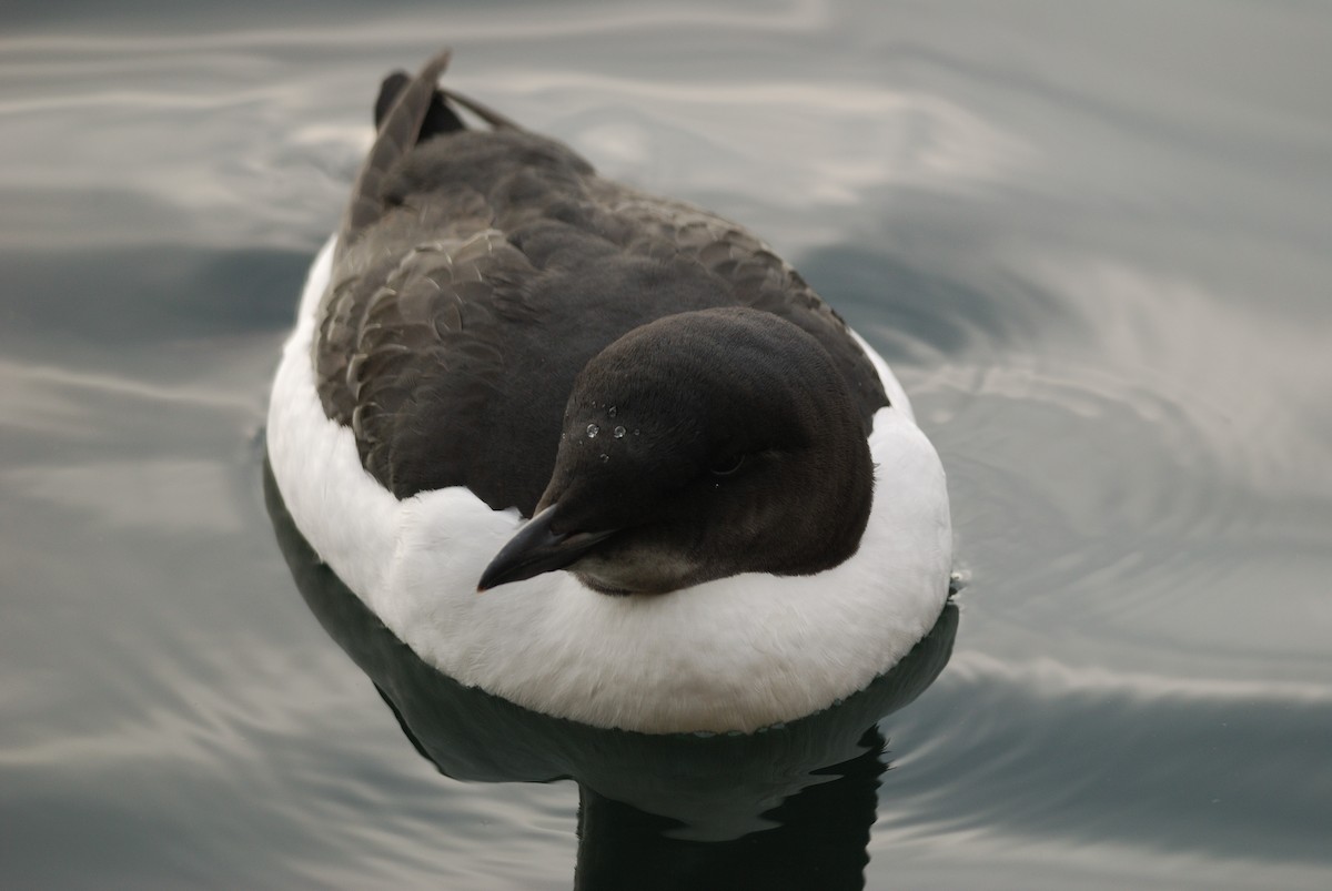 Thick-billed Murre - ML21679001