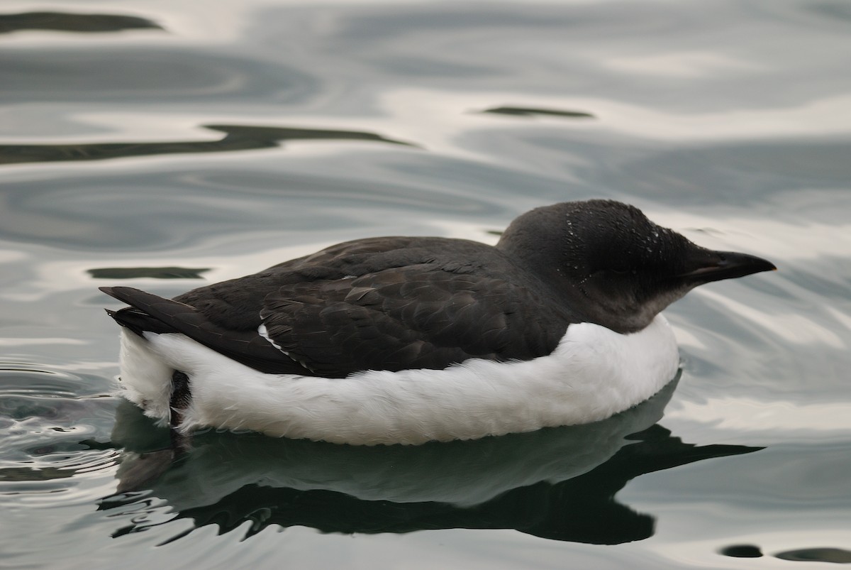 Thick-billed Murre - ML21679011