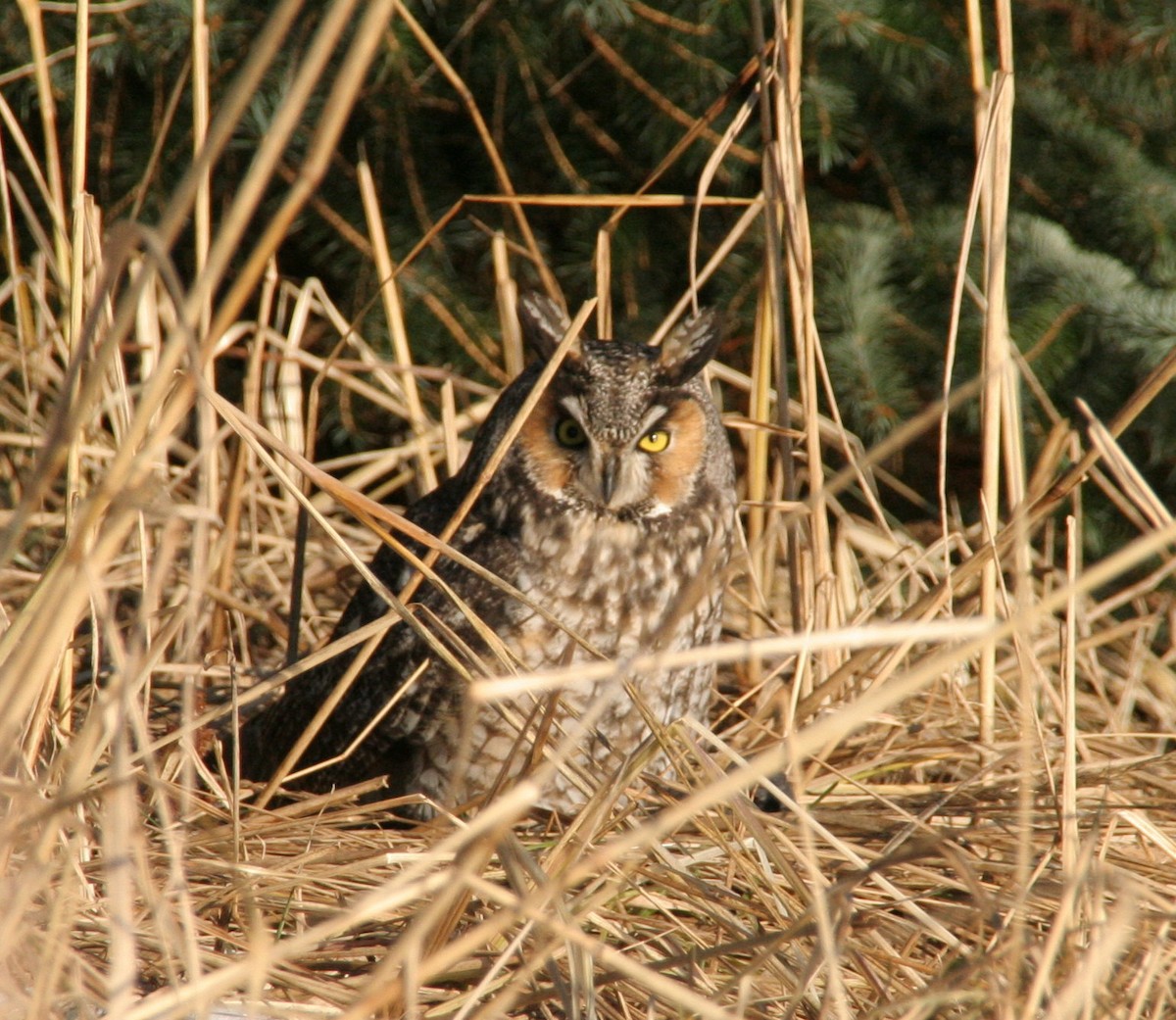 Long-eared Owl - Gus van Vliet