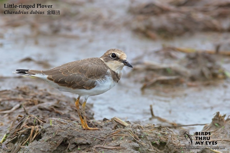 Little Ringed Plover - Zhong Ying Koay
