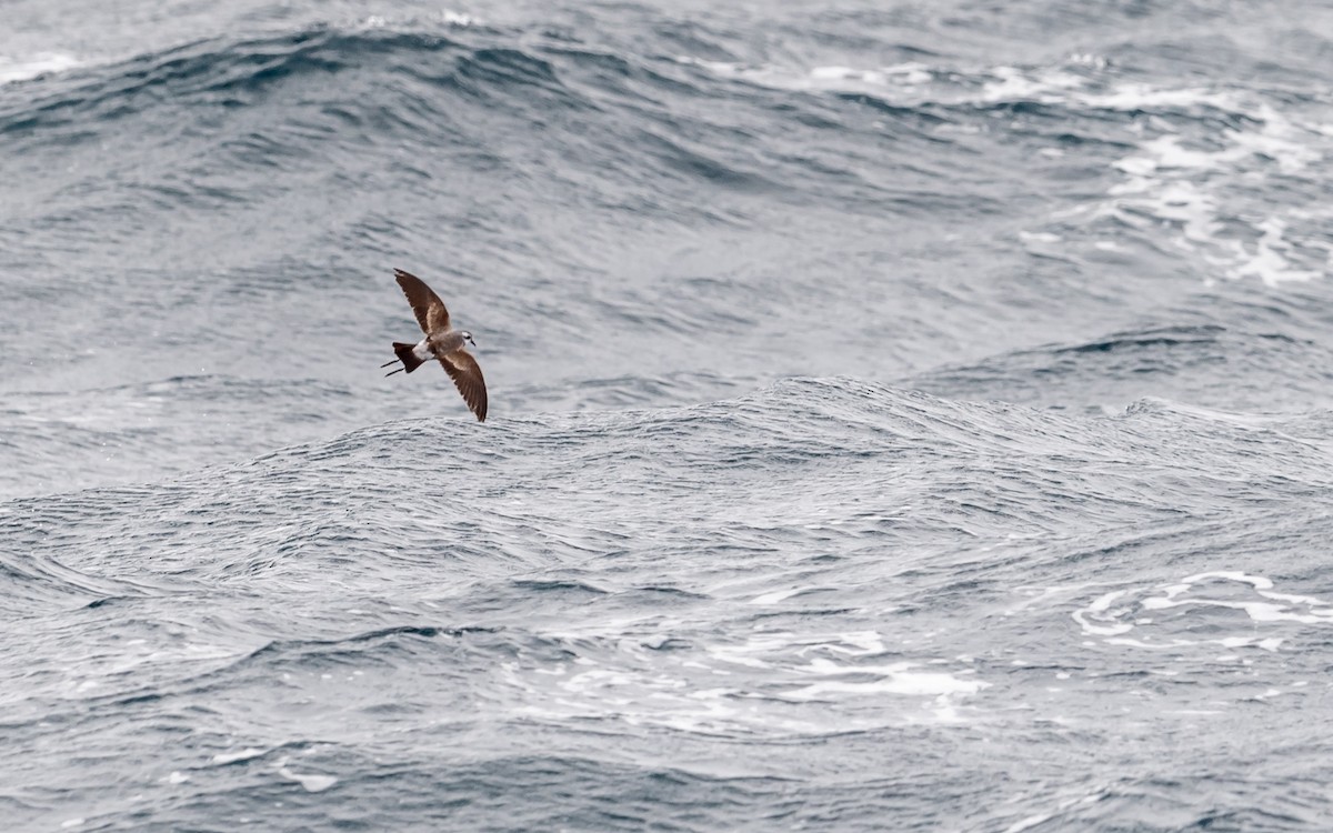 White-faced Storm-Petrel - ML216794791