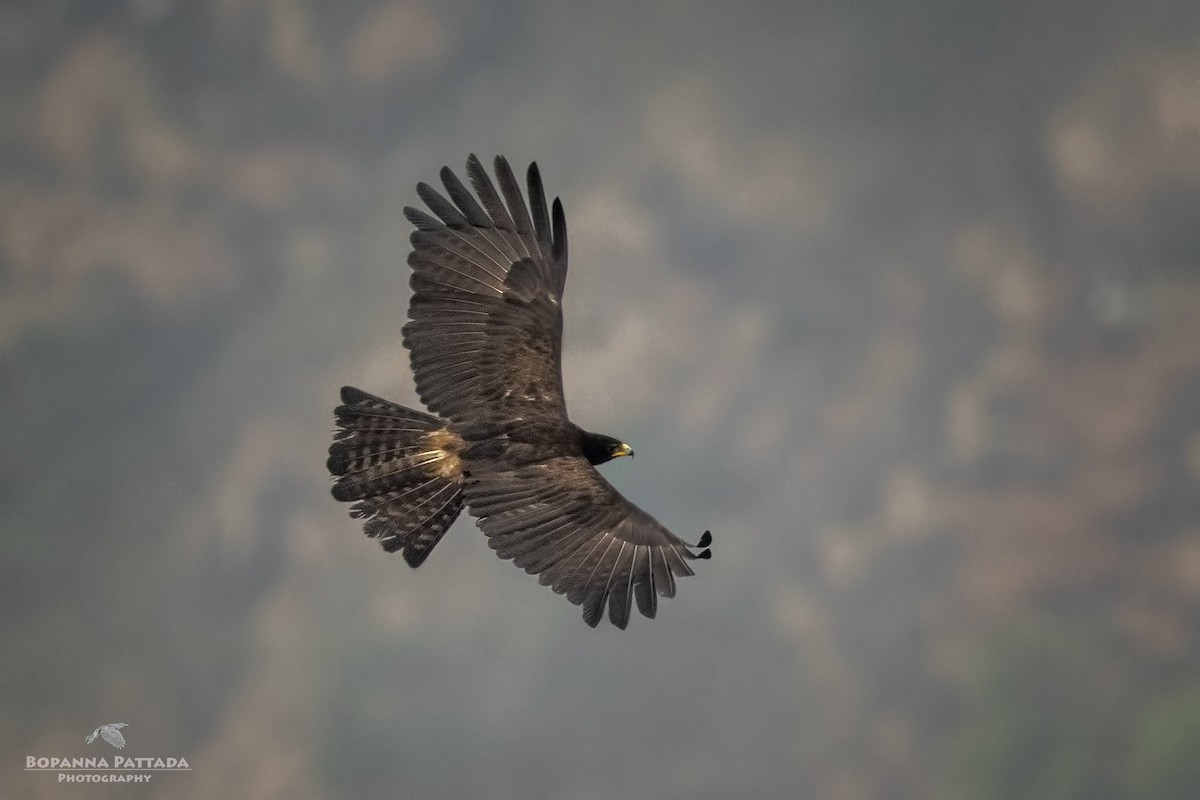 Black Eagle - Bopanna  Pattada