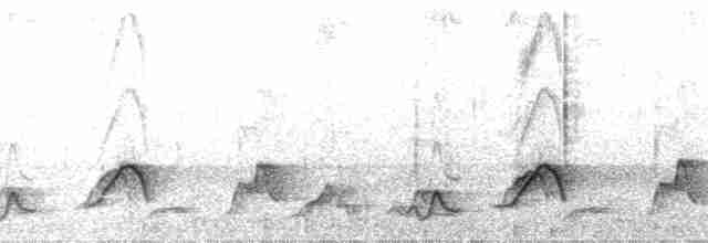 Plain-tailed Wren (Plain-tailed) - ML21680