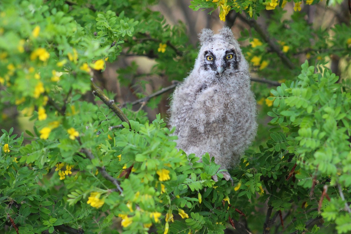 Long-eared Owl - Alex George