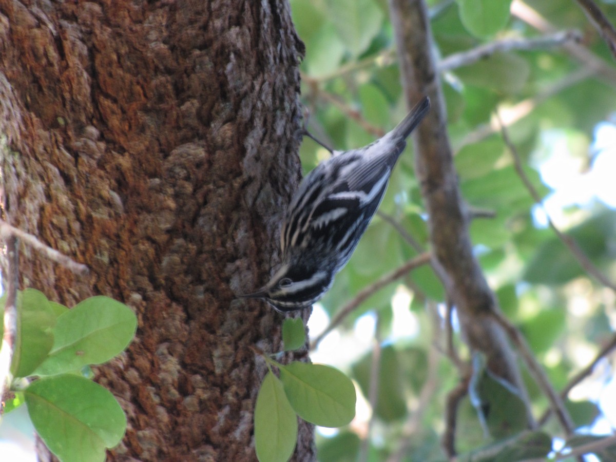 Black-and-white Warbler - ML216806551