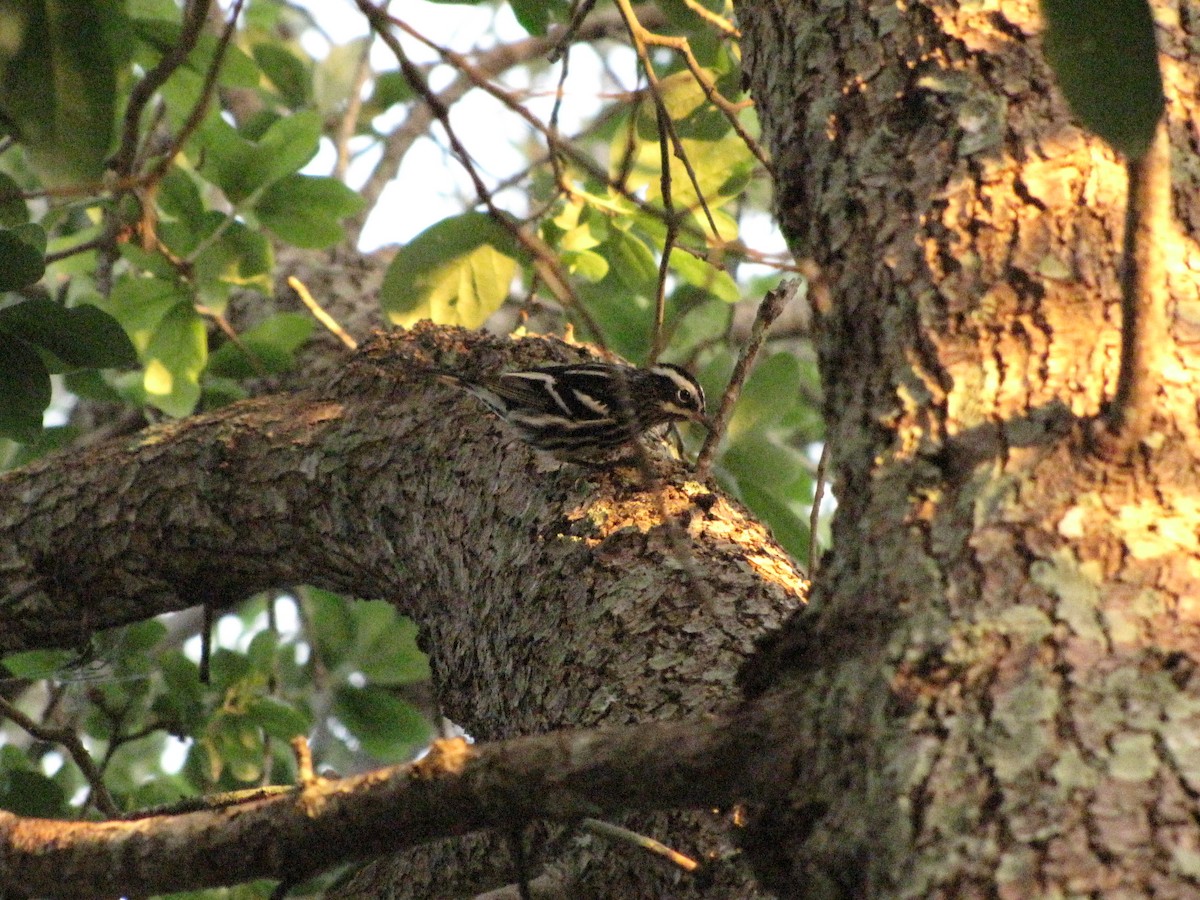Black-and-white Warbler - ML216806611