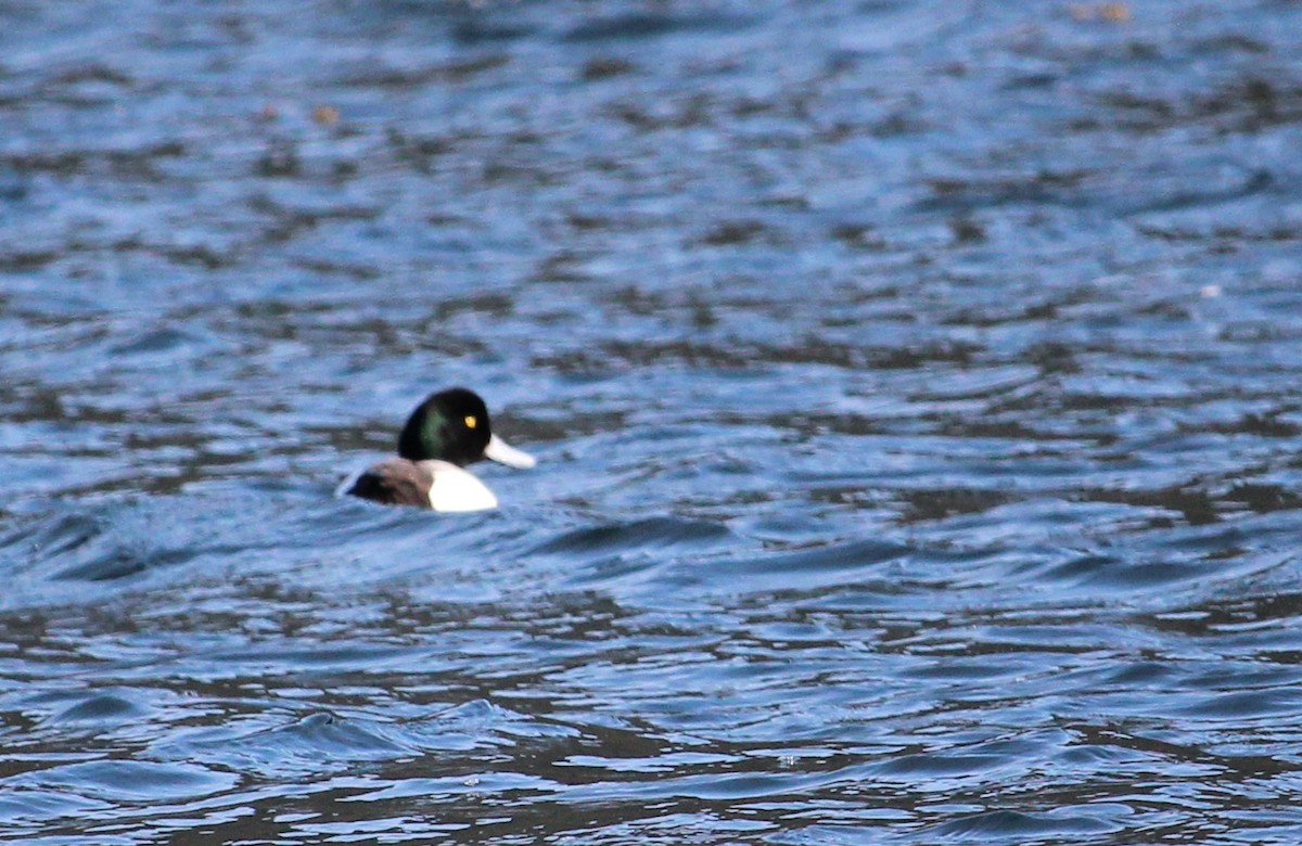 Greater Scaup - ML216812921