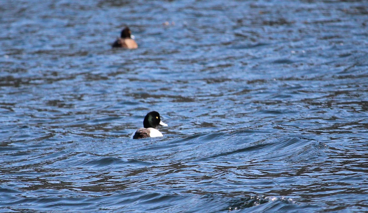 Greater Scaup - ML216812961