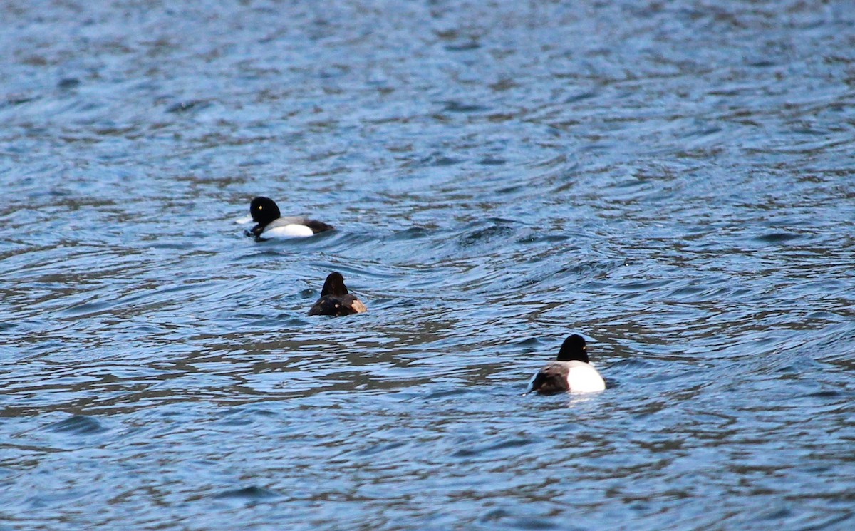 Greater Scaup - ML216813161