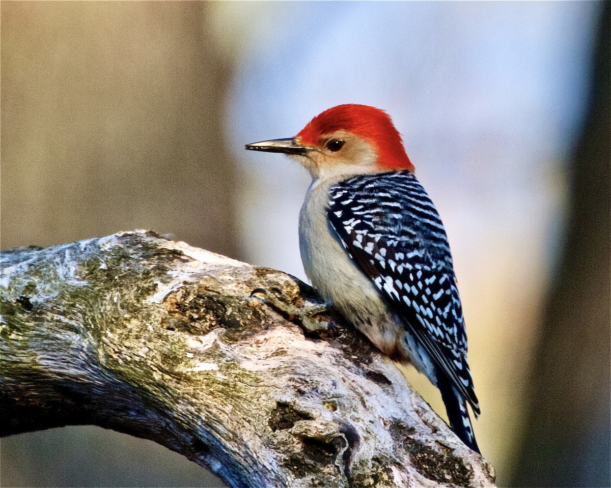 Red-bellied Woodpecker - Jack & Holly Bartholmai