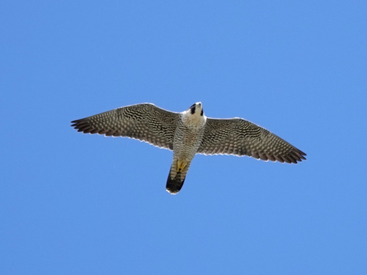 Peregrine Falcon - Norman Uyeda