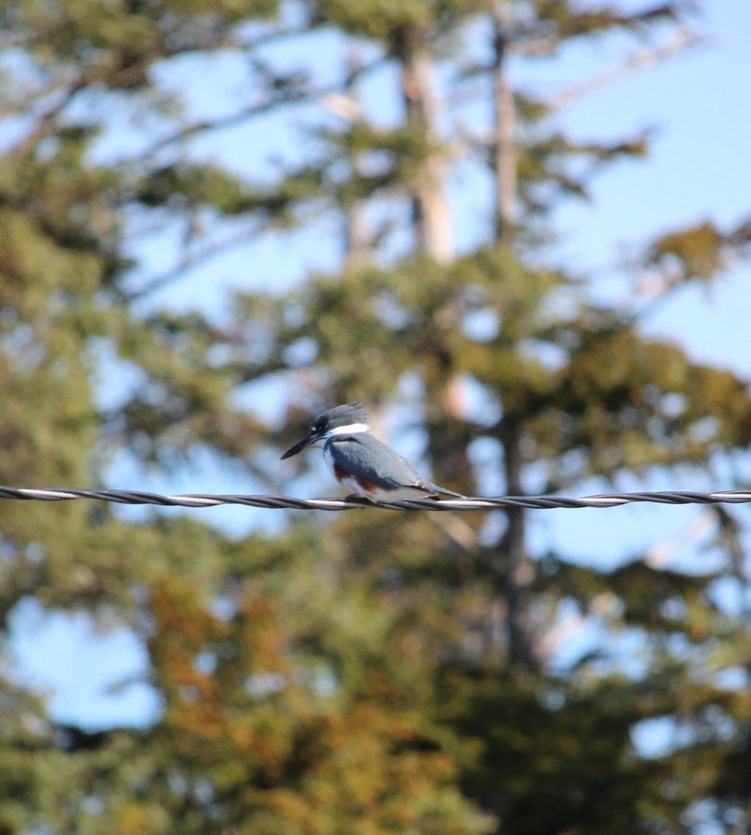 Belted Kingfisher - ML216814001