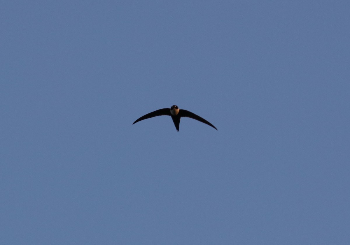 Lesser Swallow-tailed Swift - Jonathan Slifkin