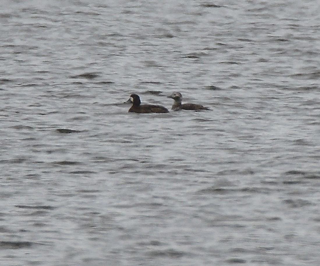 Long-tailed Duck - Dorrie Holmes