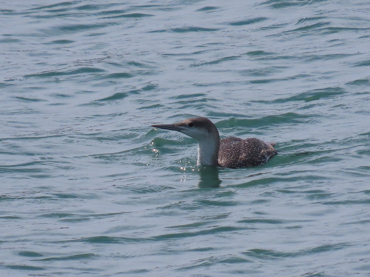 Red-throated Loon - ML216818561