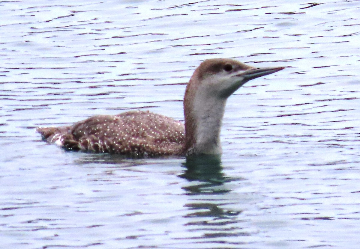 Red-throated Loon - ML216818581