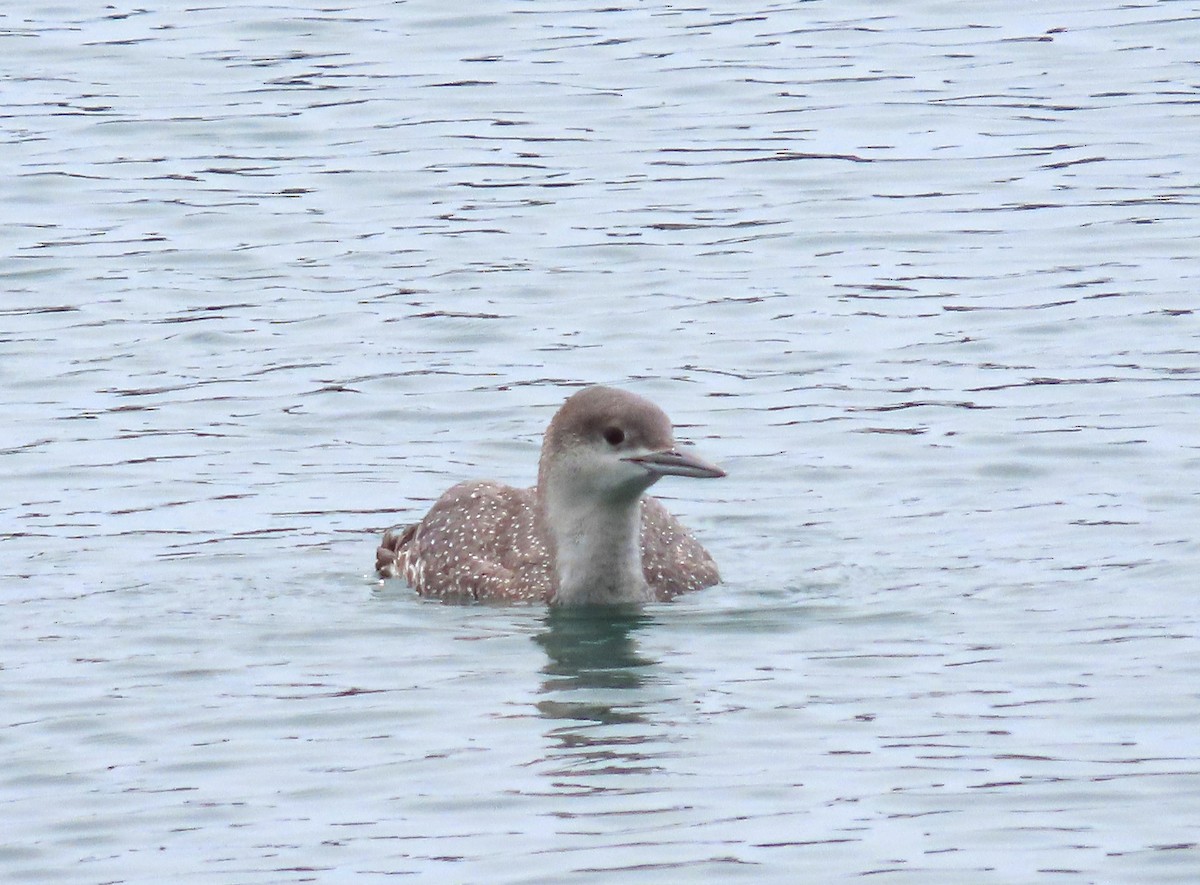 Red-throated Loon - ML216818671