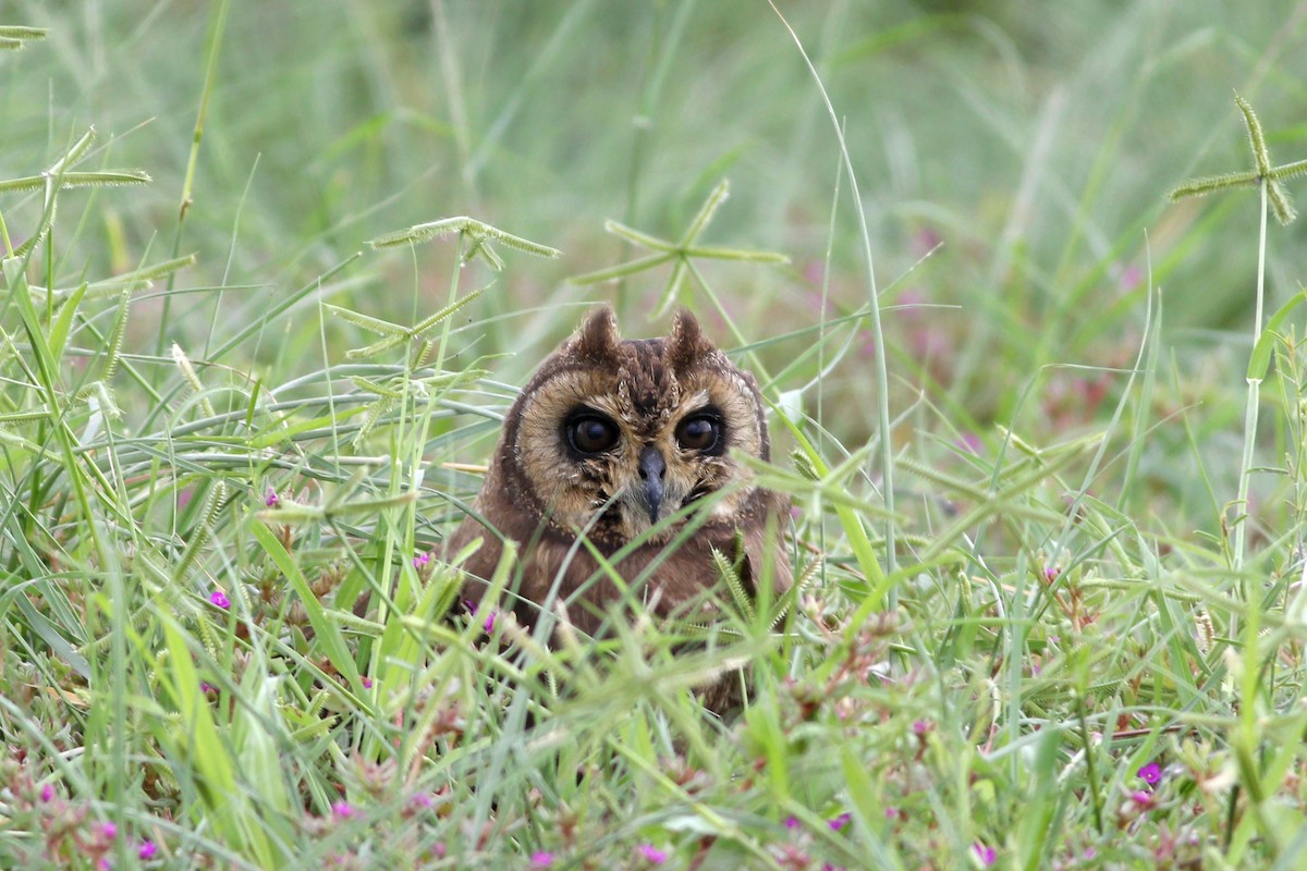 Marsh Owl - Nick Bonomo