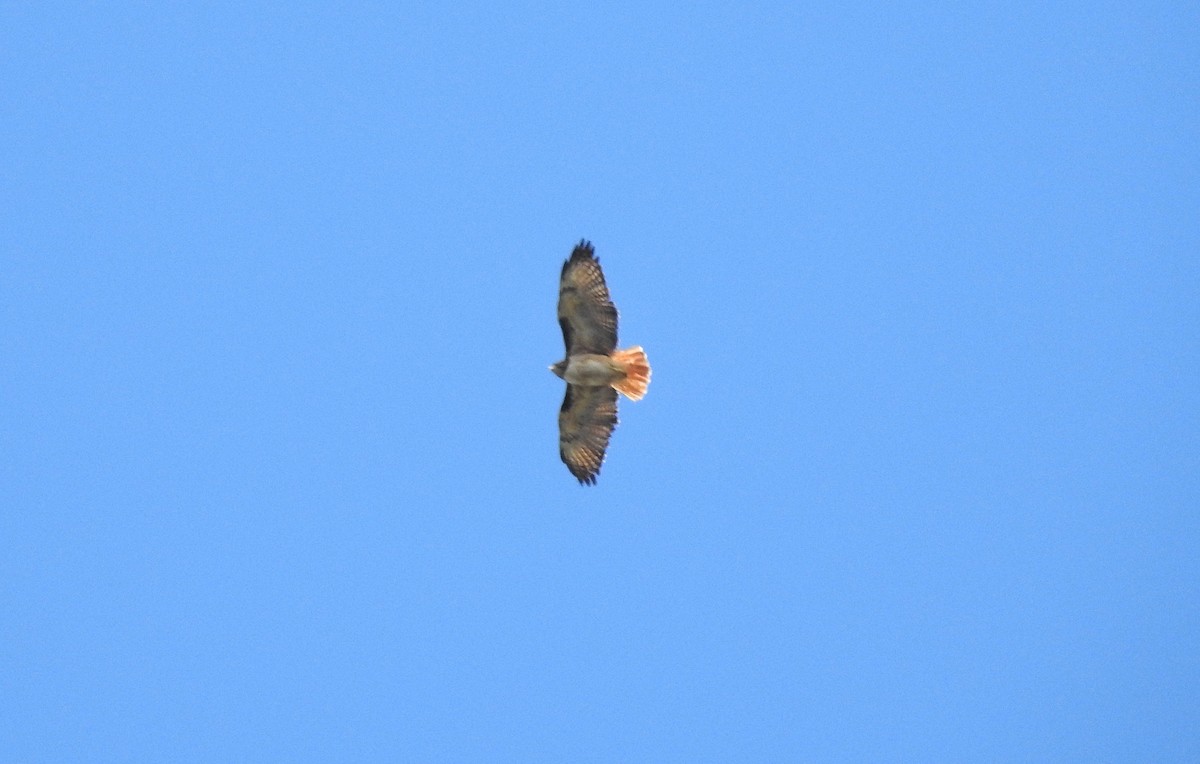 Red-tailed Hawk - ML216823311